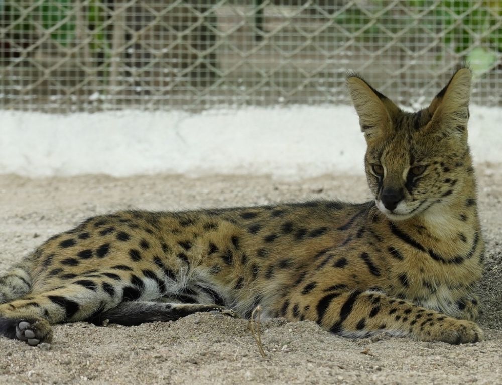 Nehru Zoological Park, Hyderabad, adds African Serval Cats to its collection of exotic species

#Hyderabad: Nehru Zoological Park, Hyderabad, introduced two-year-old African Serval Cats on July 13, 2025, during the Vana Mahotsav celebrations. Native to Africa, these cats can live