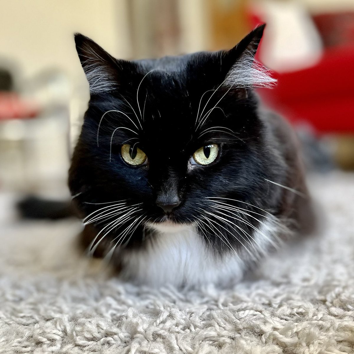 PickleAndNancy's tweet image. A very compact loaf from Nancy this #kittyloafmonday - have a wonderful day furiends 🐈‍⬛💕🍞