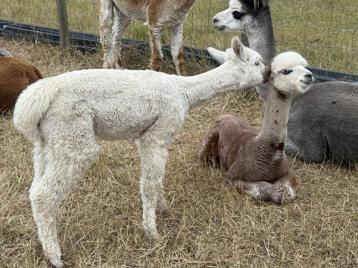 Are you telling Saich a secret Kei ?