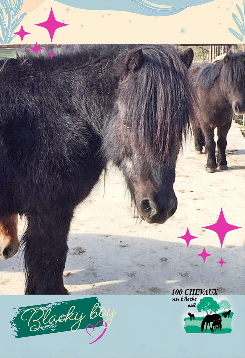 100CHEVAUXSURLH's tweet image. Aujourd’hui, c’est un jour spécial : notre cher BLACKY fête ses 25 ans !
Sauvé de l’abattoir alors qu’il n’avait qu’un an, Blacky vit au refuge depuis 24 ans déjà.
Véritable monument du refuge, il incarne la douceur et la sagesse. Sa gentillesse est sans limite,