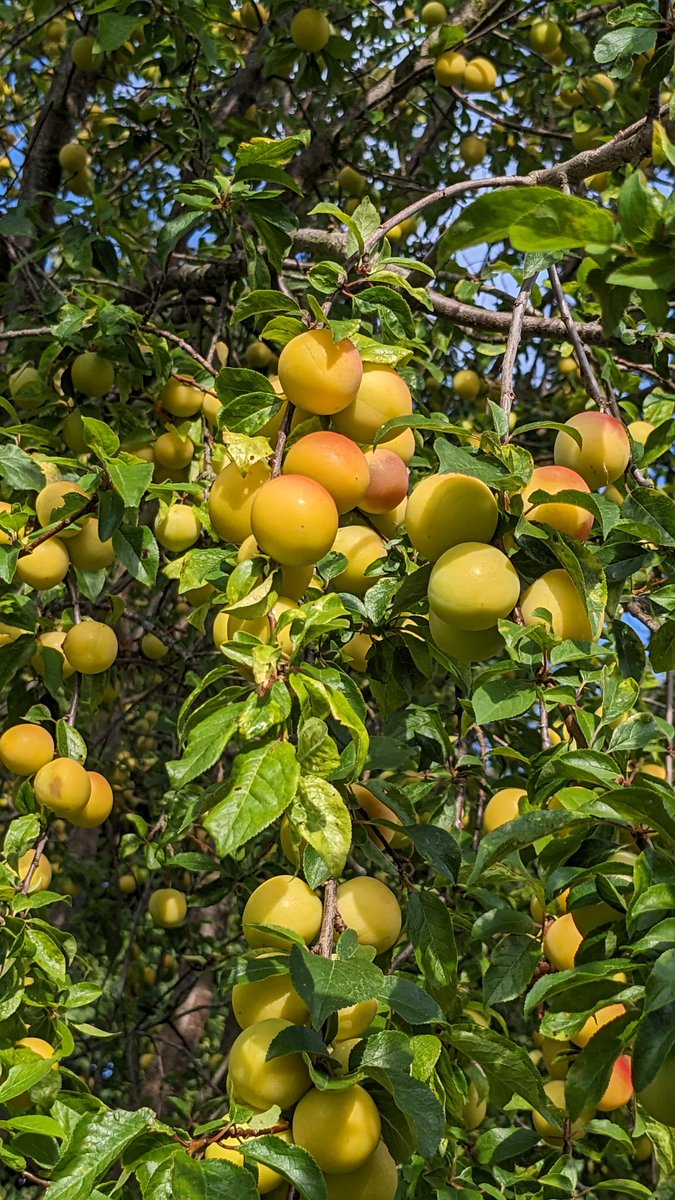 AWTGirl's tweet image. Does anyone know what these are? The fruits aren't much bigger than cherry tomatoes. What's interesting is that birds aren't eating them.
Truly what are they? Are they edible? #MondayMood #fruity #JuicyJuly