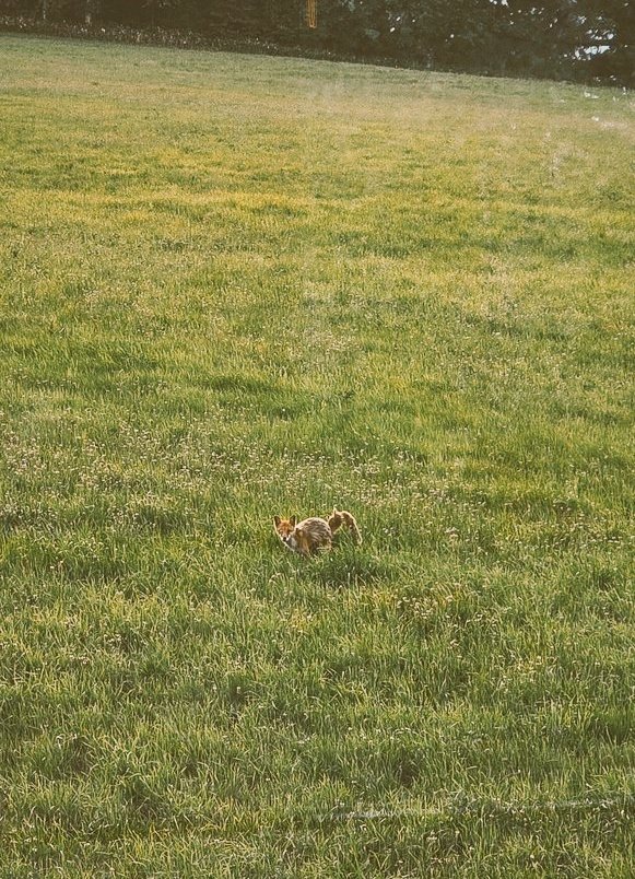 朝出会えたキツネです🦊 in北海道