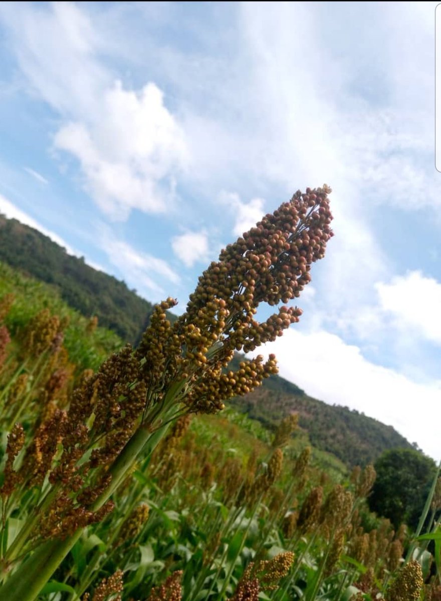Did you know? 
Sorghum isn’t just food  it’s a story from the land of the Ateker people! From brewing traditional drinks to being part of ceremonies and daily meals, sorghum teaches us about resilience and culture.
#Aeker
#spin4cash #FIFACWC
#bbtvi #Frame2 #energizeyourgame