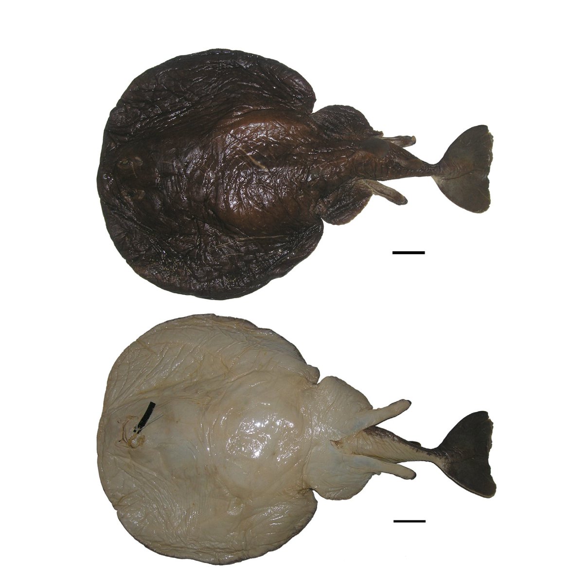 NRF_SAIAB's tweet image. LostSharks | Day 3
Cowley’s Torpedo Ray (Tetronarce cowleyi) was once misidentified — until Dr. Dave Ebert recognized it as a new species during his Ph.D.
Named in 2015 after fellow ichthyologist Paul Cowley
Ocean Census film launches Today (14 July) midday!