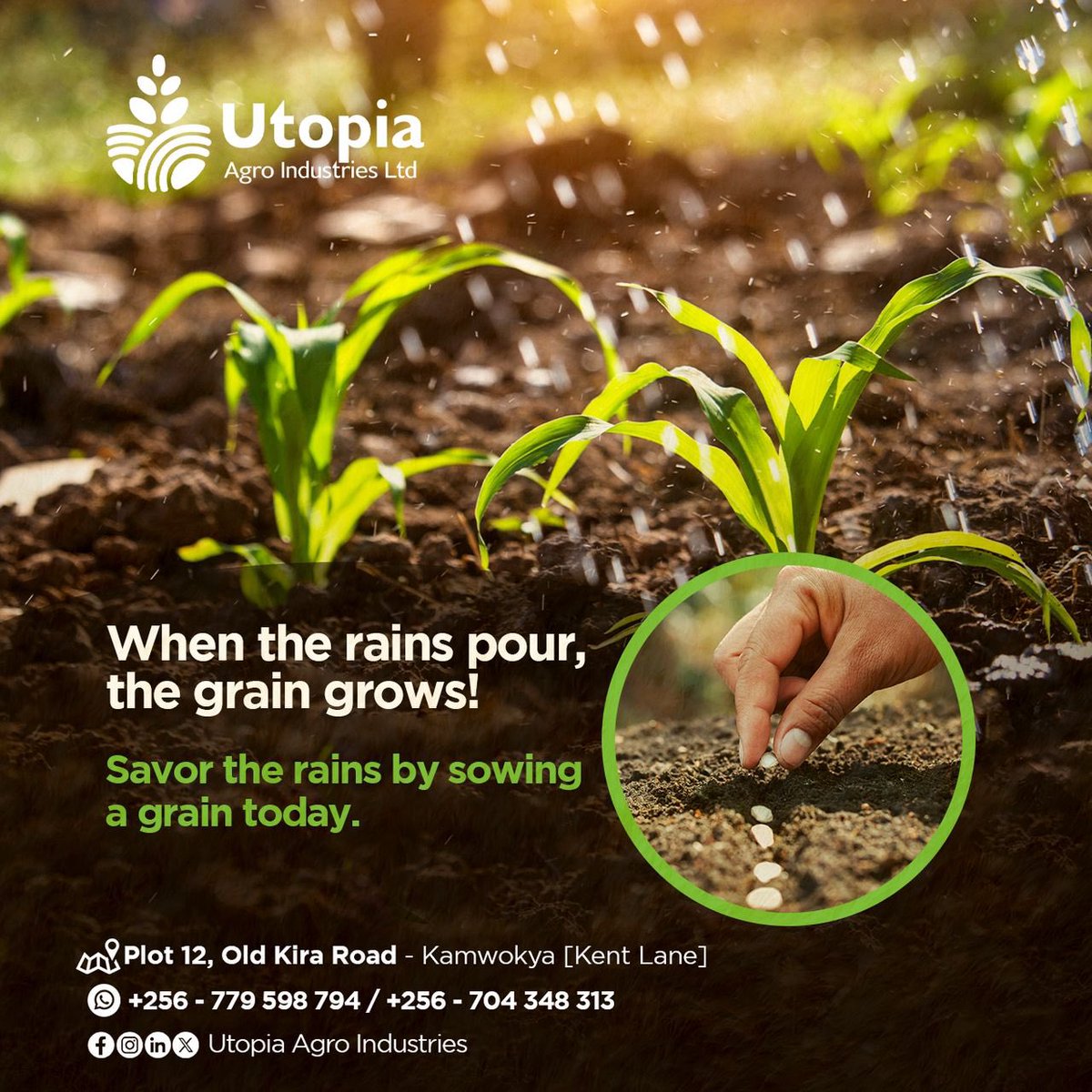 UtopiaAgro's tweet image. Looks like the rains are here!
Rain provides the necessary moisture for seeds to germinate, grain to grow, and ultimately, for a successful harvest.
Rain replenishes soil moisture, allowing seeds to sprout and plants to absorb nutrients.
#GrainRain
