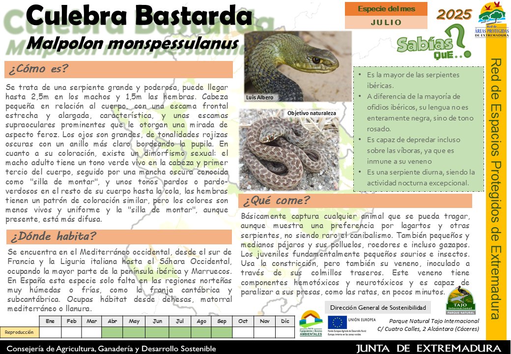 Julio  va dedicado a una serpiente grande y poderosa, la Culebra Bastarda  (Malpolon monspessulanus) es el único representante ibérico de la  familia Lamprophiidae, pero recientemente se ha visto que está más emparentada con los elápidos (cobras, mambas, etc.).