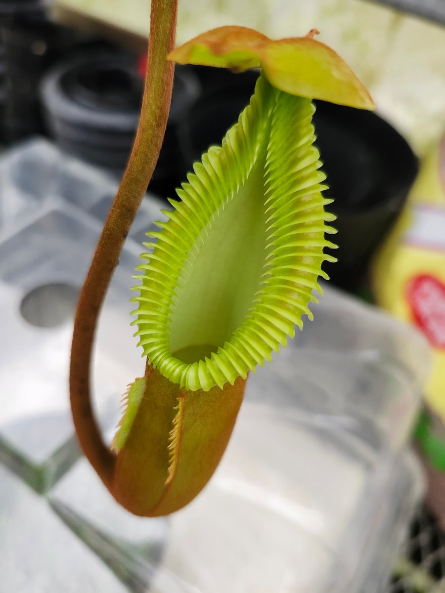 N. macrophylla #山田食虫植物農園 ＃食虫植物 ＃Nepenthes