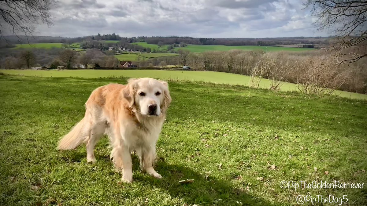 Pip the Golden Retriever 🌈 (@pipthedog5) on Twitter photo <a href="/JlpRoger/">Roger of RTW</a> There are some beautiful walks around Eridge. Here’s our old fella enjoying a walk near the lovely Deer Park Cafe.
Pic from 2023 - we still do ‘his’ Eridge walk regularly. <a href="/JlpRoger/">Roger of RTW</a> There are some beautiful walks around Eridge. Here’s our old fella enjoying a walk near the lovely Deer Park Cafe.
Pic from 2023 - we still do ‘his’ Eridge walk regularly.