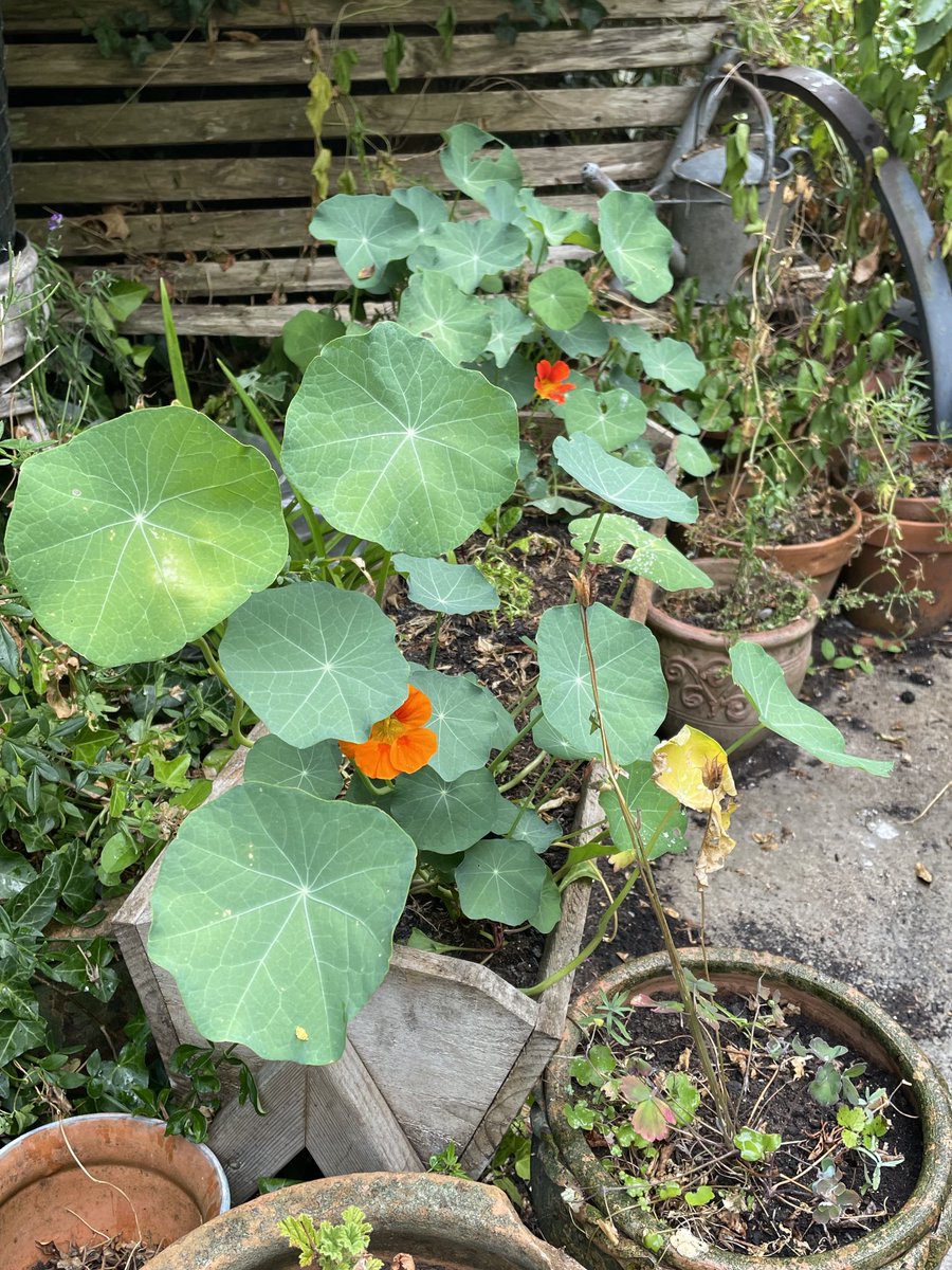 helen21206699's tweet image. Good morning from my little #cottage #garden #nasturtiums