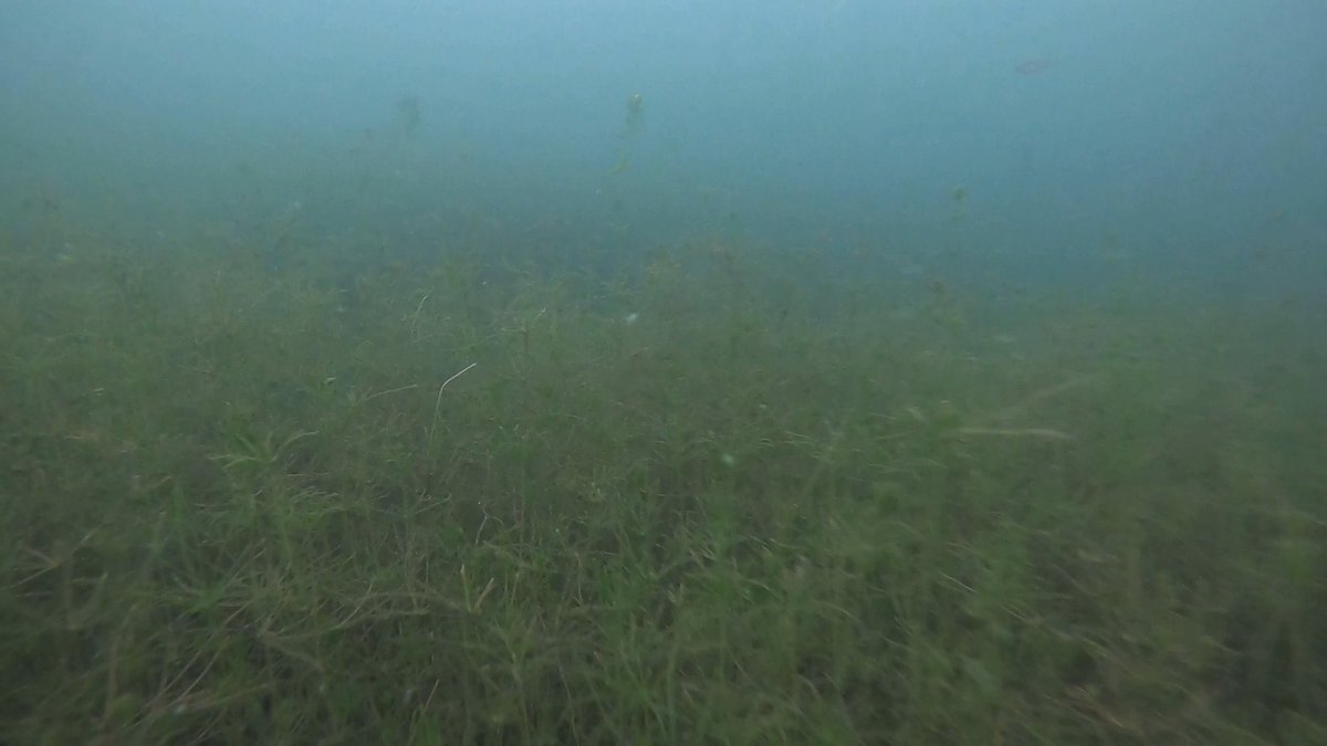 Some Chara meadows from Limajno Lake, NE Poland. The one of reasons, why I do love diving in lakes ❤️
