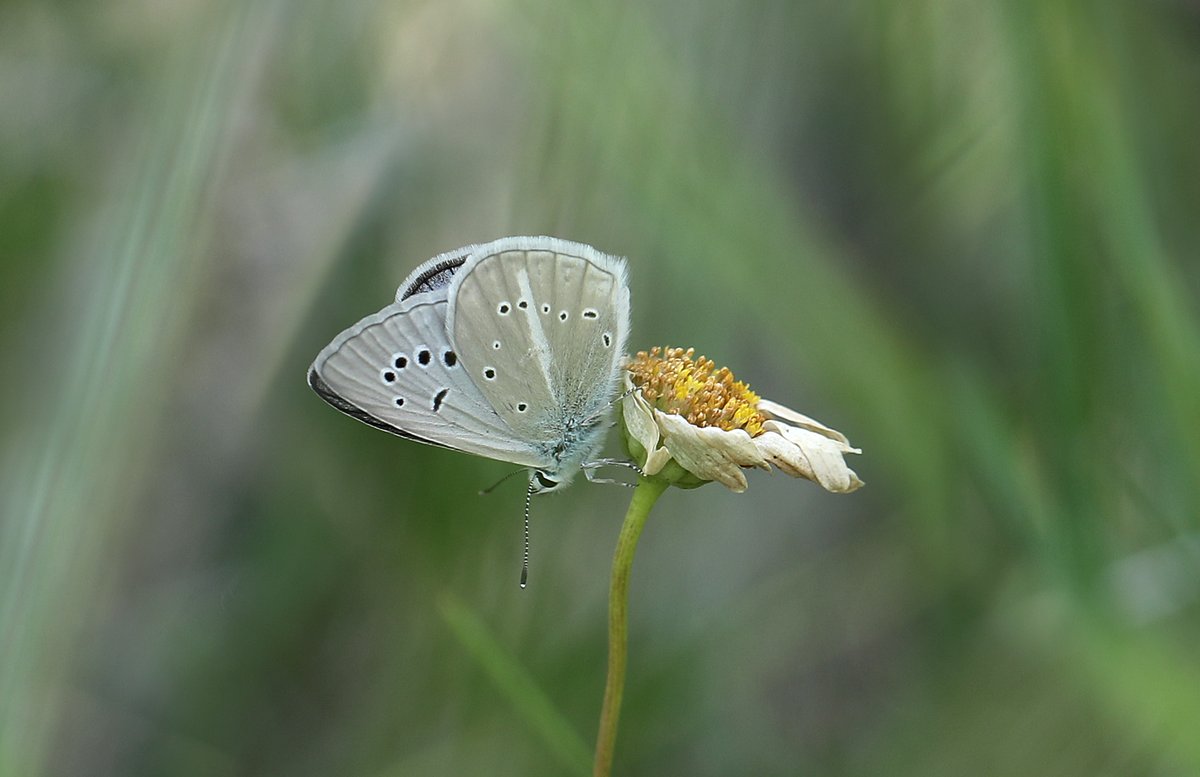 The scenery is breathtaking, and the butterflies are special too, with a number of highly localised montane specialists, and a wide range of more general southern European species besides. We expect over 100 species to be seen during the course of this enjoyable week. (2/3)