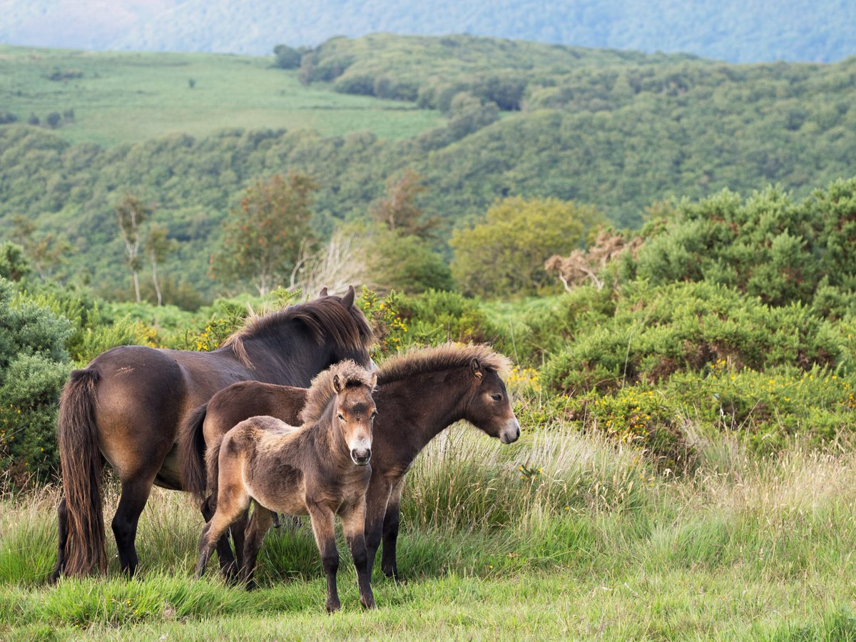 Support the Exmoor Pony!
From become a member or choosing a gift from our shop to joining our 200 club everything helps safeguard the future of the Exmoor Pony. 

Find out more👇👇
exmoorponysociety.org.uk/support-us/

#exmoorpony #exmoorponies #conservation