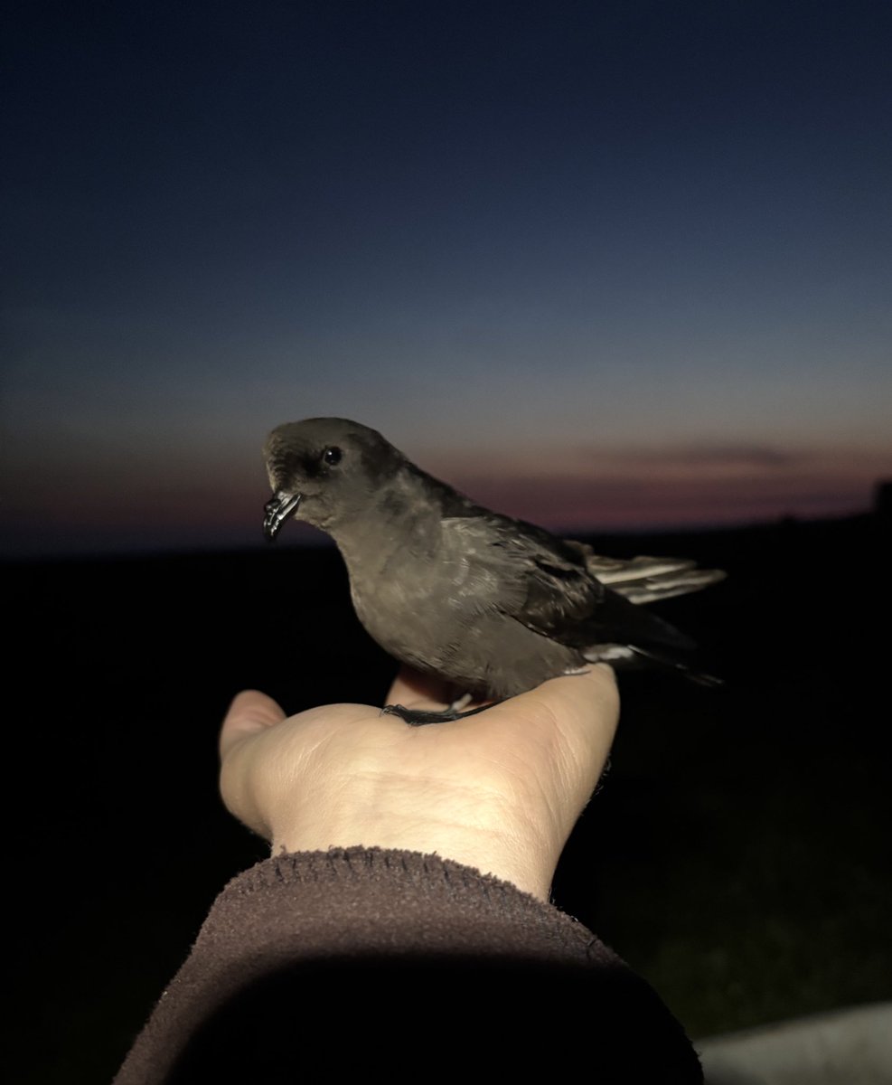 Maddy Hine (@maddyhine280) on Twitter photo A successful night of Storm Petrel ringing <a href="/NRonBirdObs/">North Ronaldsay Bird Observatory</a>! A slow start with just 14 ringed, but just as I was about to close up a Leach’s Petrel started calling and flying around. Absolute beasts! A successful night of Storm Petrel ringing <a href="/NRonBirdObs/">North Ronaldsay Bird Observatory</a>! A slow start with just 14 ringed, but just as I was about to close up a Leach’s Petrel started calling and flying around. Absolute beasts!