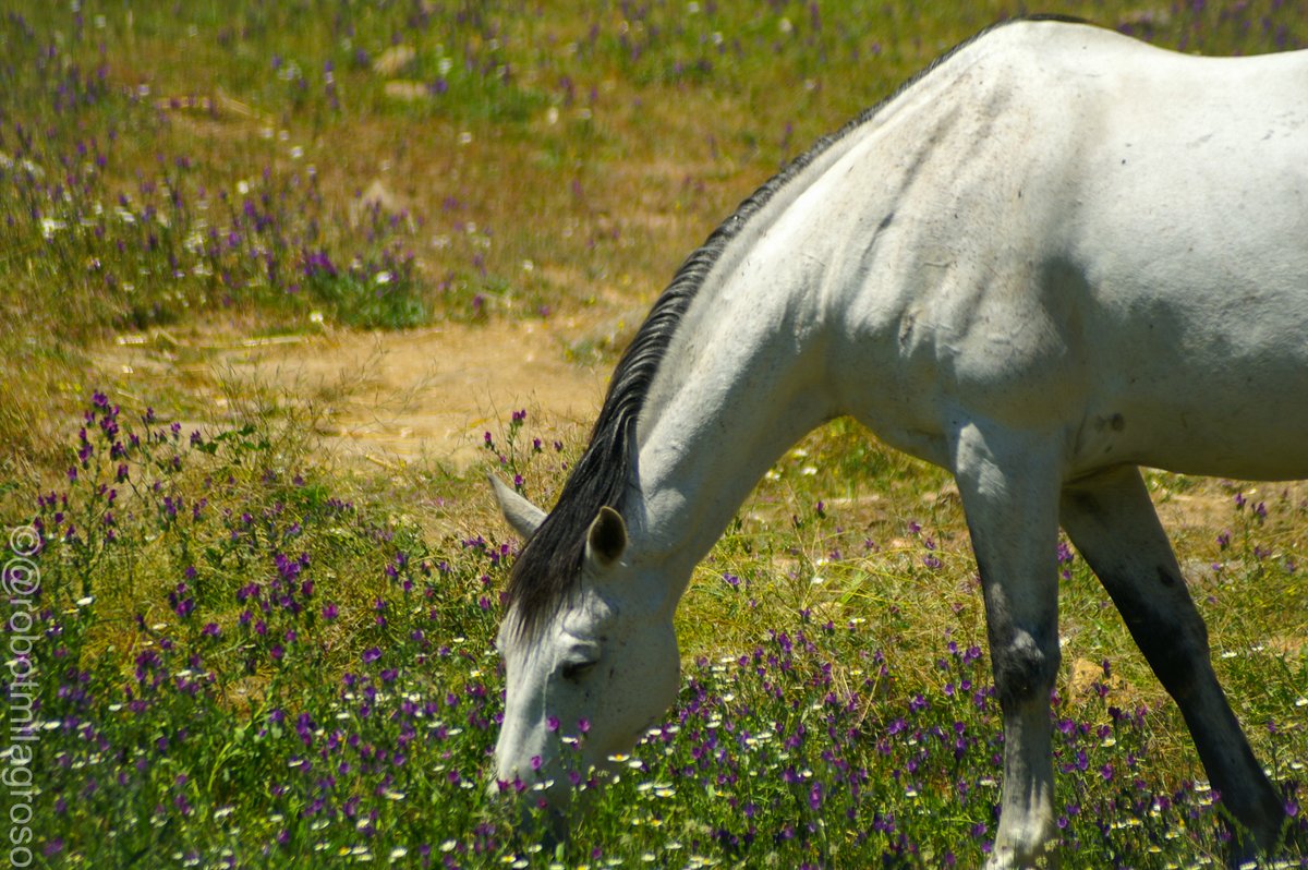 Del 16 al 20 de julio Campeonato Hípico Europeo en Casas Novas (#Arteixo) celebrando además sus 25 años. 

@eloytp <a href="/silcerino/">Silcerino</a> <a href="/CTV_1973/">💙🤍💙 C.T.V.</a> <a href="/ArteixoOficial/">Concello de Arteixo</a> 
#Casasnovas #caballos #jinete 

Fotos: Archivo 2019