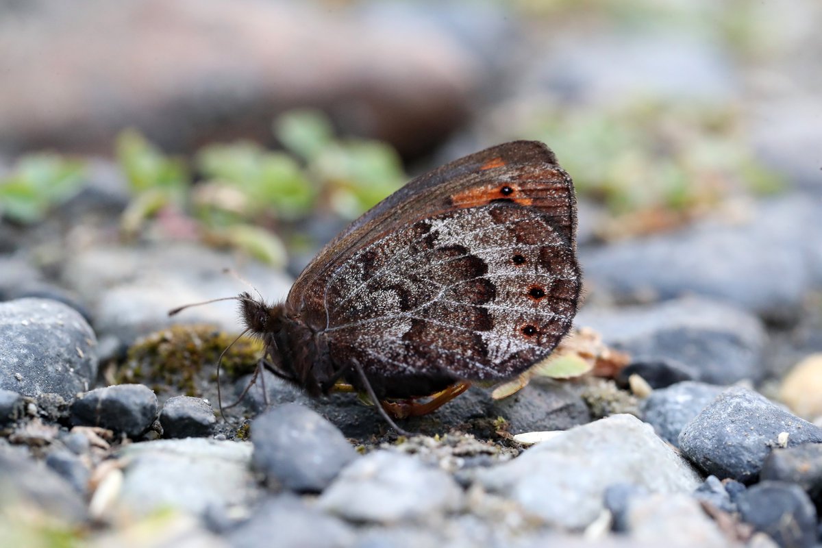 <a href="/europebutterfly/">BC Europe</a> Your hosts for Butterflies of the Hautes Pyrenees will be Kate and Mariposa founders David Moore &amp; Jon Dunn. It's a guaranteed departure on 9-16 July 2026 - just 5 spaces remain available now to join us! Crucially, the tour generates a donation to support <a href="/europebutterfly/">BC Europe</a>. (3/3)