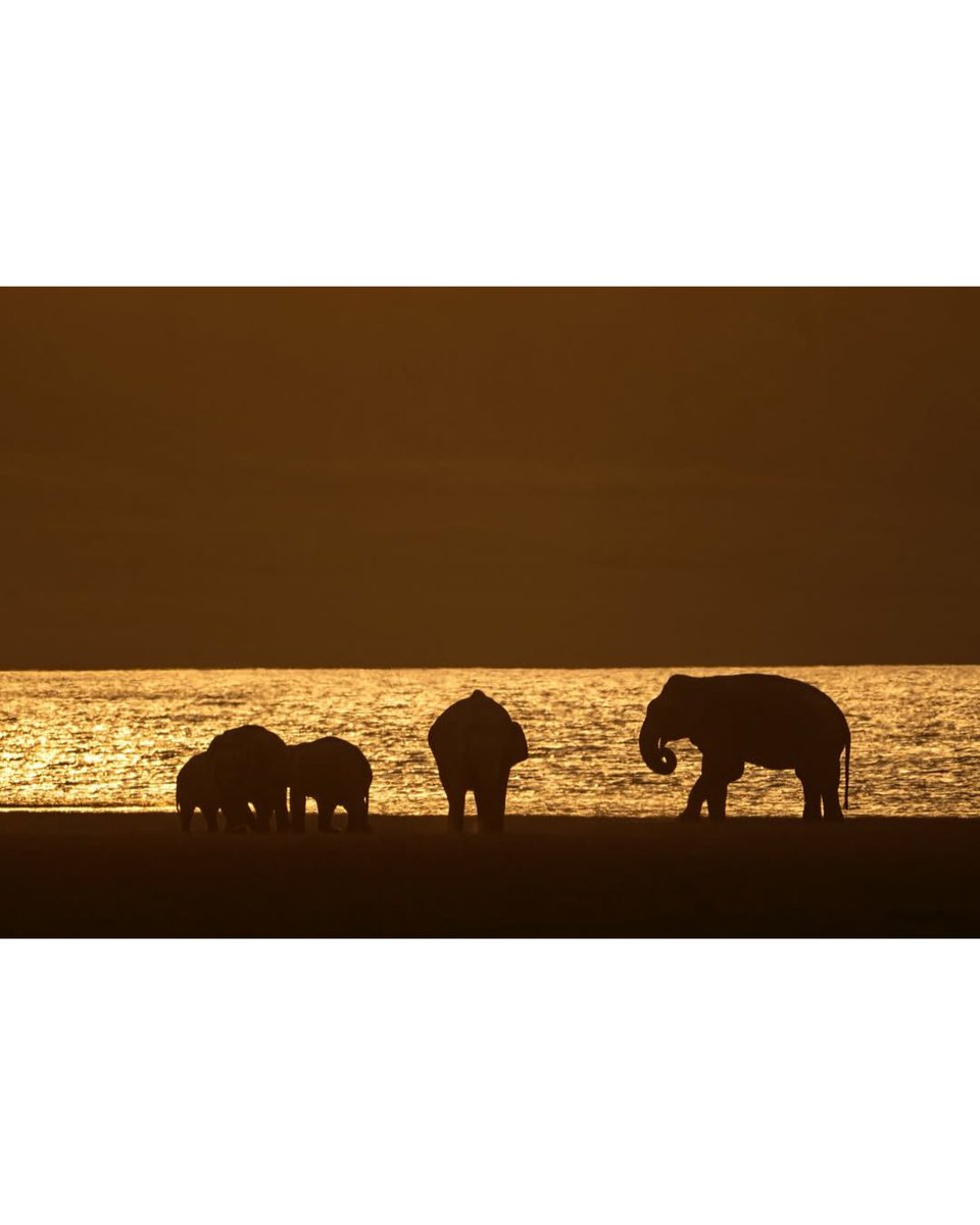 TOEHOLD_TP's tweet image. Strong. Silent. Steady.
A perfect herd silhouette by Dr. SJ Haridarshan from Corbett.
A shot that speaks louder than words.
#ToeholdPhotoTravel