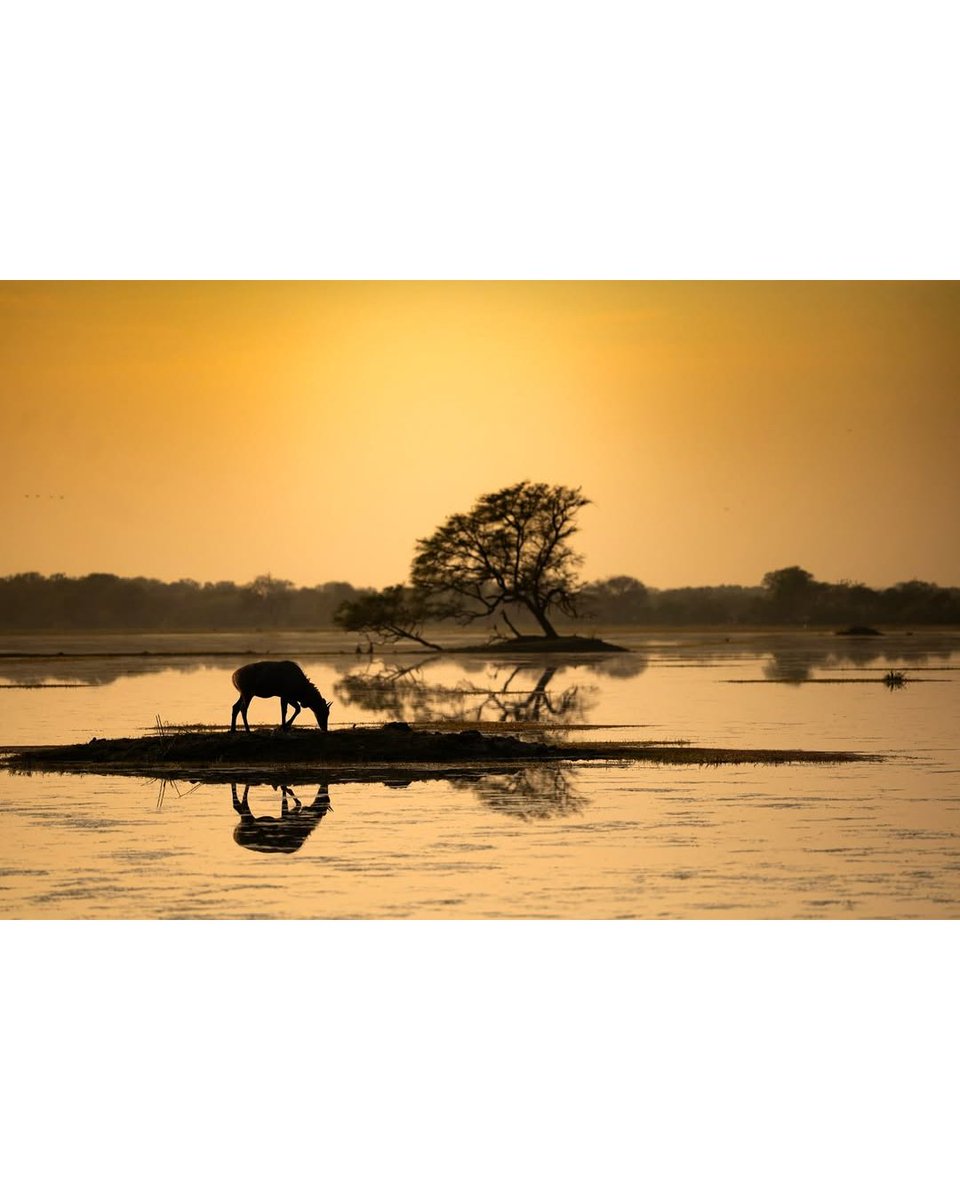 TOEHOLD_TP's tweet image. Strong. Silent. Steady.
A perfect herd silhouette by Dr. SJ Haridarshan from Corbett.
A shot that speaks louder than words.
#ToeholdPhotoTravel