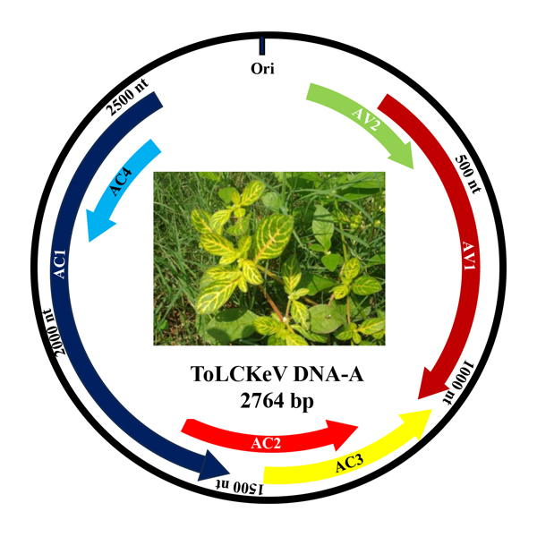 Identification and genomic characterization of a novel tomato leaf curl virus infecting Alternanthera ficoidea in Tamil Nadu, India - doi.org/10.14719/pst.8…