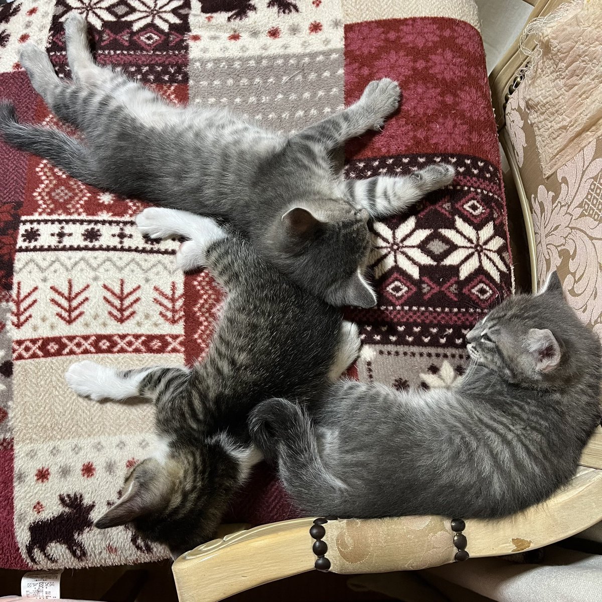 里親募集中！😸
オス3匹です。😸😸😸