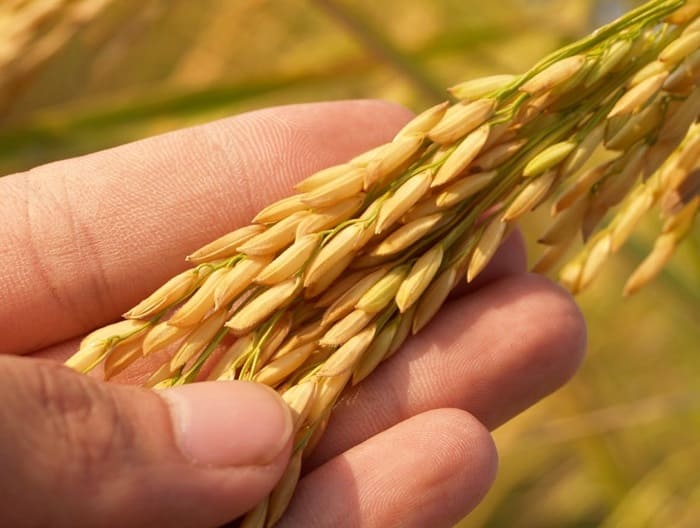 🔬 Análisis de #micotoxinas y #aflatoxinas en alimentos

Clave para garantizar inocuidad y cumplir normativas internacionales.

👉agqlabs.cr/2025/03/04/ana…

En AGQ Labs detectamos y cuantificamos estas toxinas con métodos avanzados (HPLC).

#SeguridadAlimentaria #Inocuidad