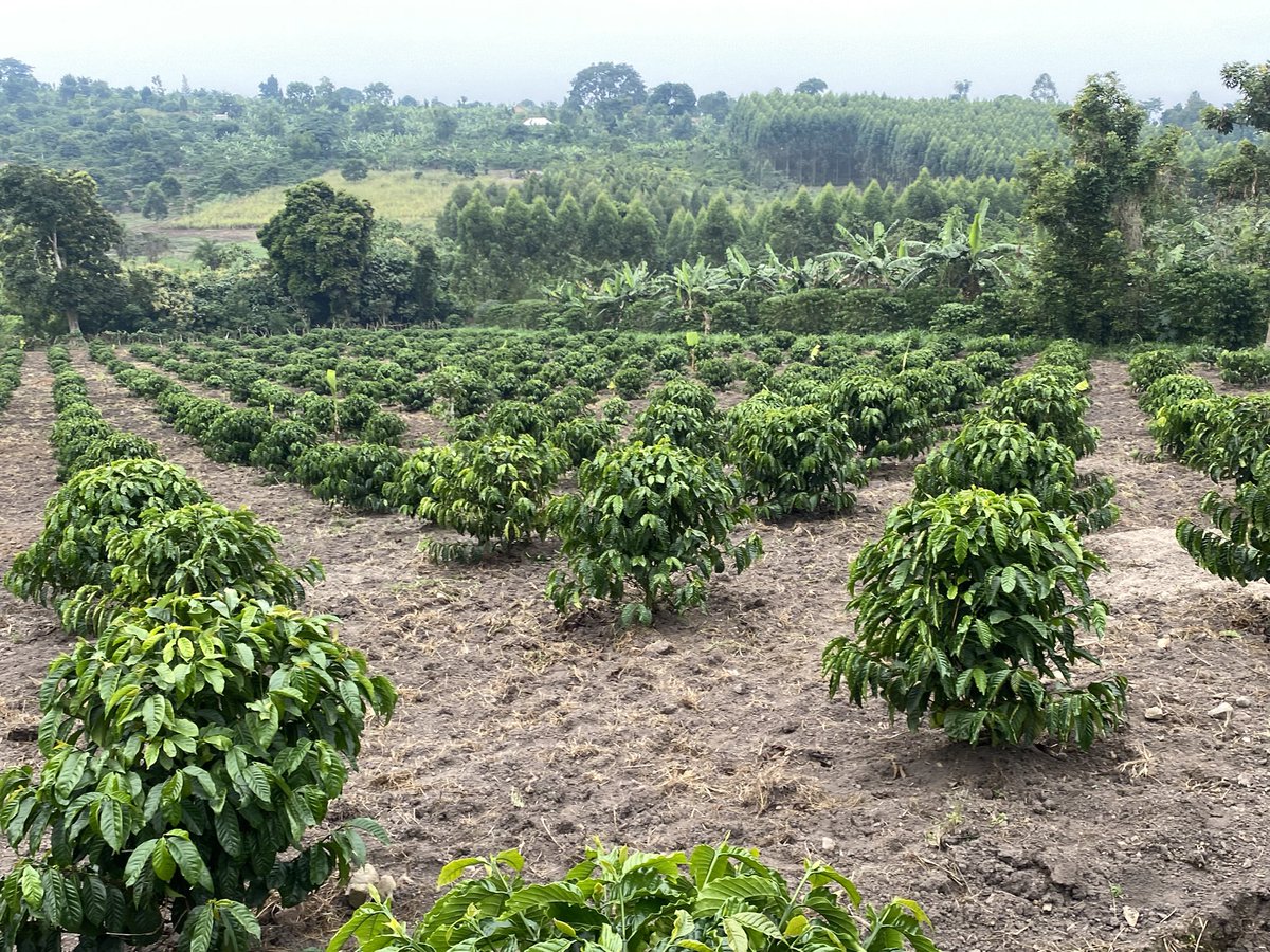 Muganzisecure's tweet image. This could be your small two acre farm but you chose to buy that  IPhone pro max for Snapchat pics and expensive drinks at the bar 😂😂😂😂

Anyways it’s not too late you can still do it and am here to support you have such a set up as long as you are a youth 
#YouthInCoffee