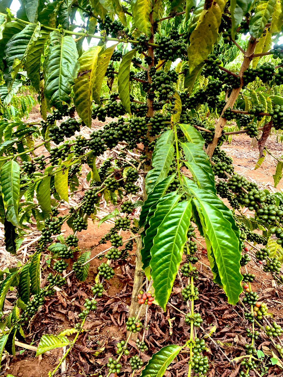 Muganzisecure's tweet image. This could be your small two acre farm but you chose to buy that  IPhone pro max for Snapchat pics and expensive drinks at the bar 😂😂😂😂

Anyways it’s not too late you can still do it and am here to support you have such a set up as long as you are a youth 
#YouthInCoffee