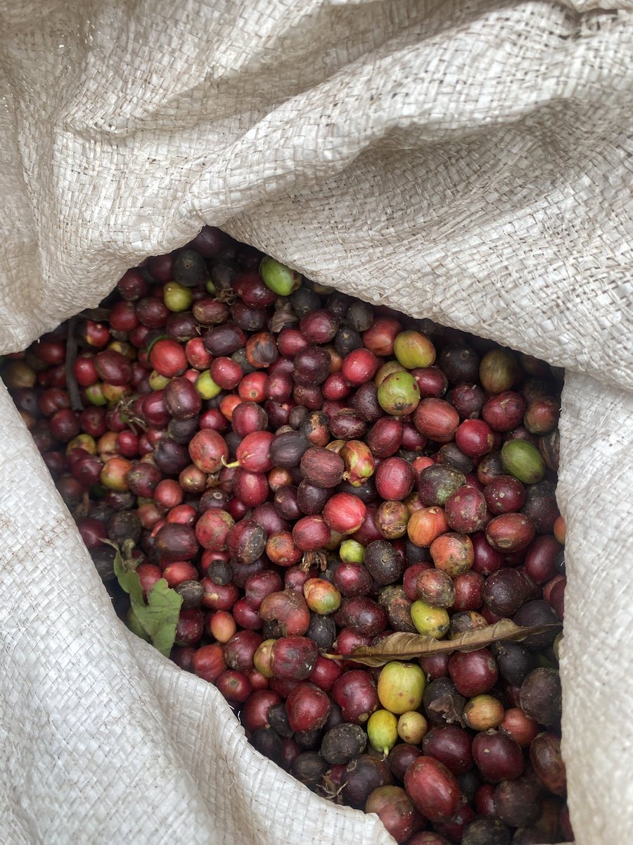 Muganzisecure's tweet image. This could be your small two acre farm but you chose to buy that  IPhone pro max for Snapchat pics and expensive drinks at the bar 😂😂😂😂

Anyways it’s not too late you can still do it and am here to support you have such a set up as long as you are a youth 
#YouthInCoffee