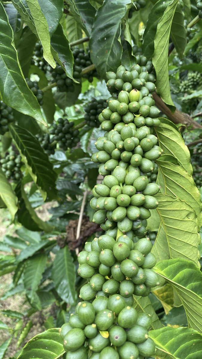 Muganzisecure's tweet image. This could be your small two acre farm but you chose to buy that  IPhone pro max for Snapchat pics and expensive drinks at the bar 😂😂😂😂

Anyways it’s not too late you can still do it and am here to support you have such a set up as long as you are a youth 
#YouthInCoffee