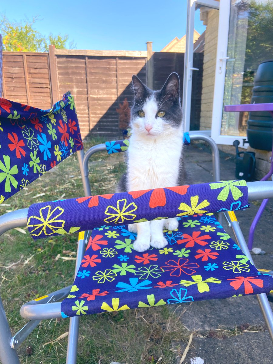 Got up early and claimed my chair 😺

#cats #CatsOfTwitter #cutecat #MondayMotivation #MondayMood