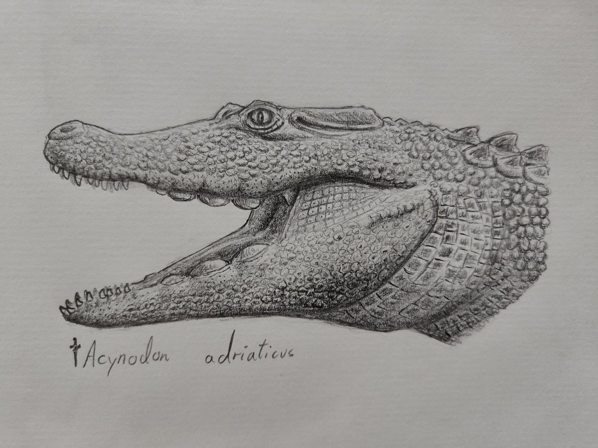 Acynodon adriaticus
#paleoart