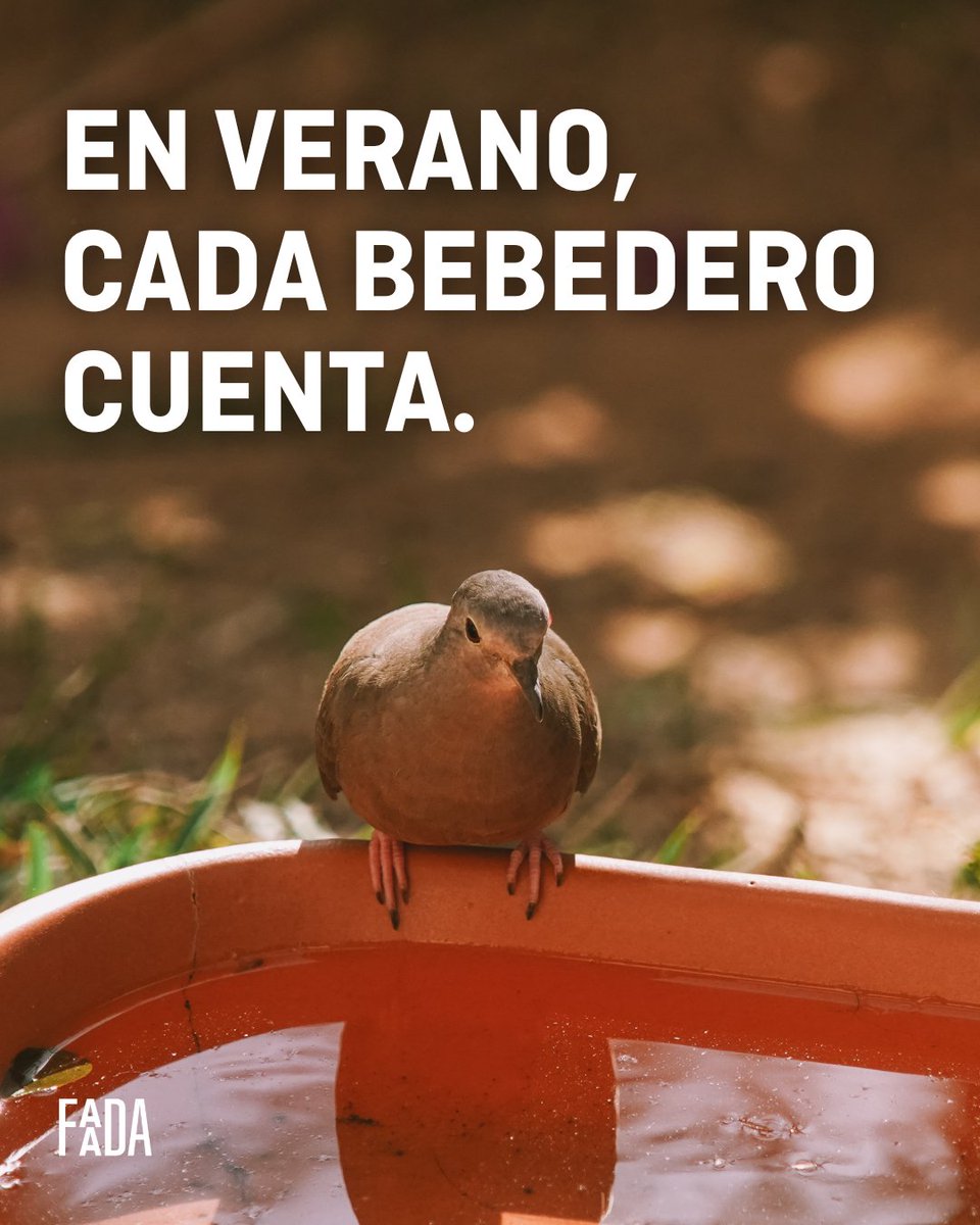 FAADAorg's tweet image. Un simple bebedero puede marcar la diferencia y ayudar a muchos animales a soportar las duras temperaturas del verano.
Recuerda: cada vida importa 🐦💚