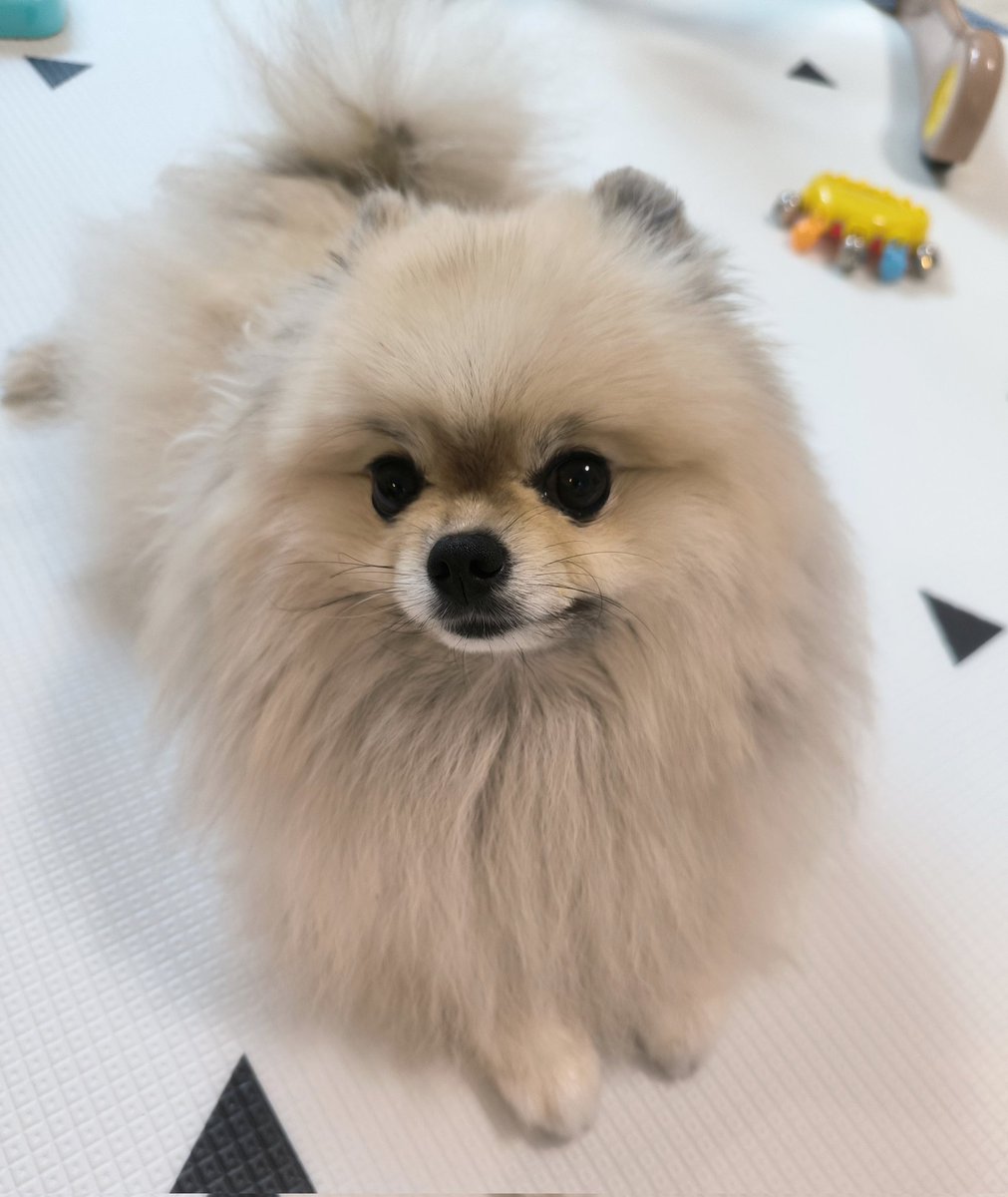 pome_boss0519's tweet image. ボスの頭は、おしゃぶり昆布の香り💚