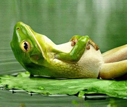 Bazı erkek kurbağalar, hoşlanmadıkları dişi kurbağalar yaklaşınca ölü taklidi yapıyormuş. 😀

Good morning ☕️

#bist100 #blackpink #Grok #ChelseaFC #pazartesi #humor