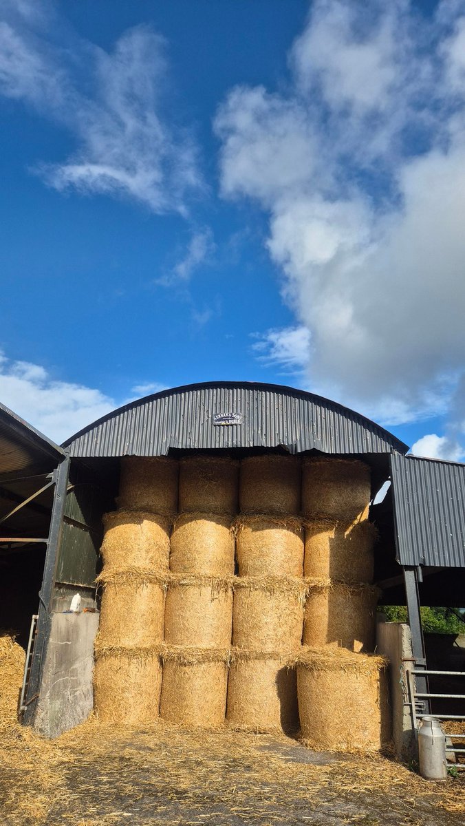 Century old shed.
5 day old straw.