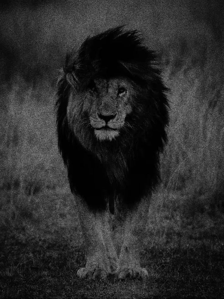 REX (@rexchillect) on Twitter photo 