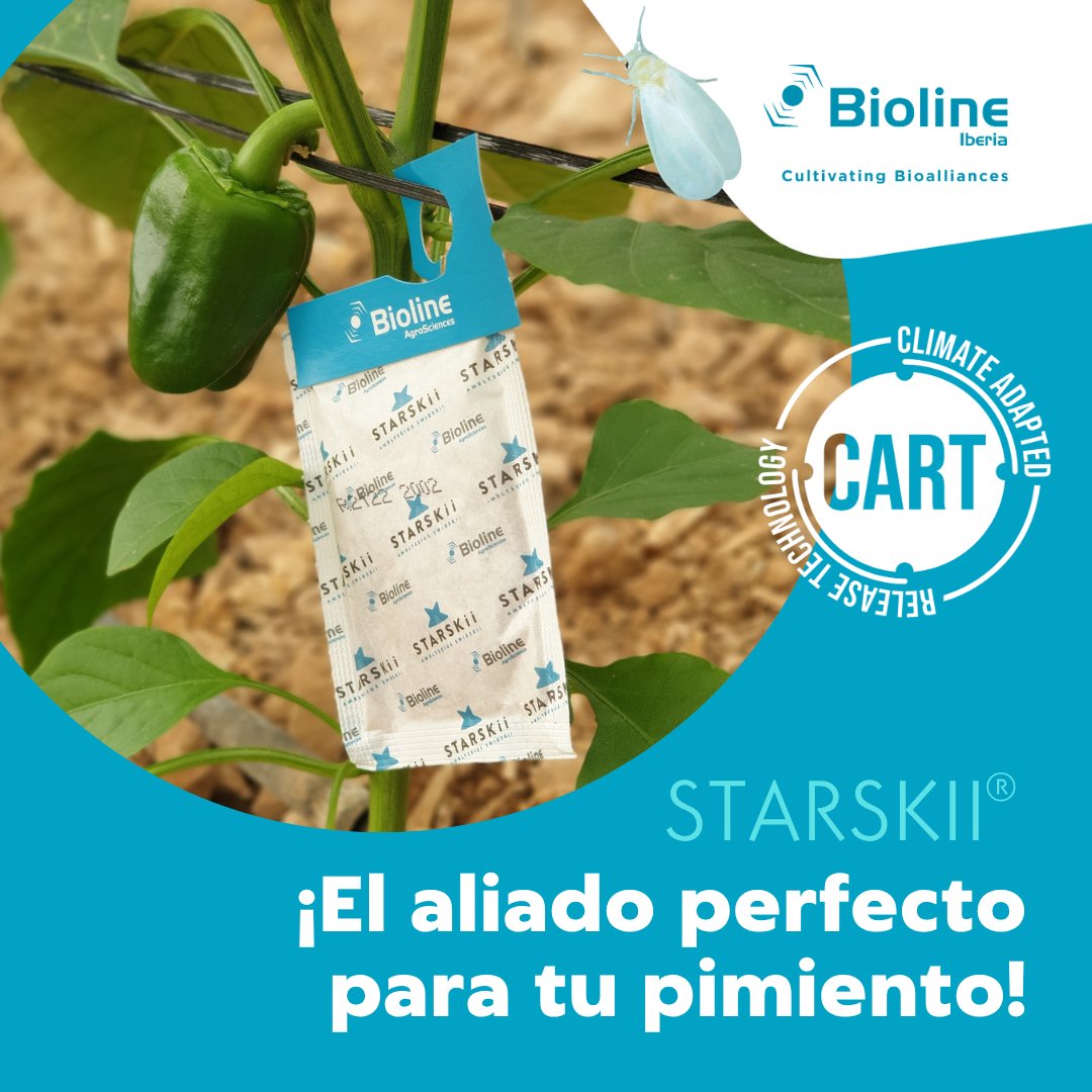 🌶️ ¡El aliado perfecto para tu pimiento!🌶️
La presión de trips y mosca blanca suele iniciarse muy pronto en tu cultivo… pero con Starskii®, tienes el control asegurado.

🌱 Nuestro equipo técnico está a pie de campo para ayudarte a sacar el máximo rendimiento a tus fincas