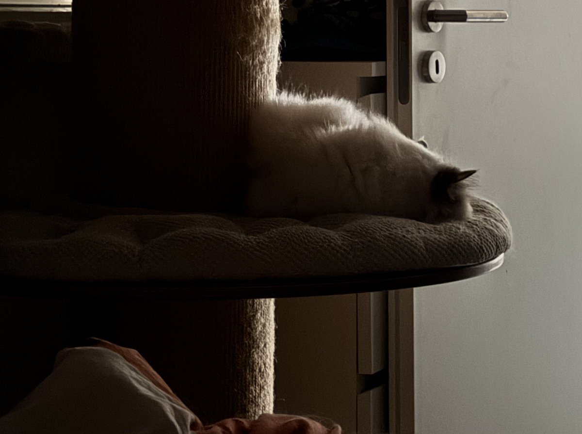 SeryliaVT's tweet image. Guten Morgen und einen schönen Start in die neue Woche!
Diese beiden Chaoten haben mich nicht schlafen lassen, also muss ich das jetzt nachholen 😀 💤