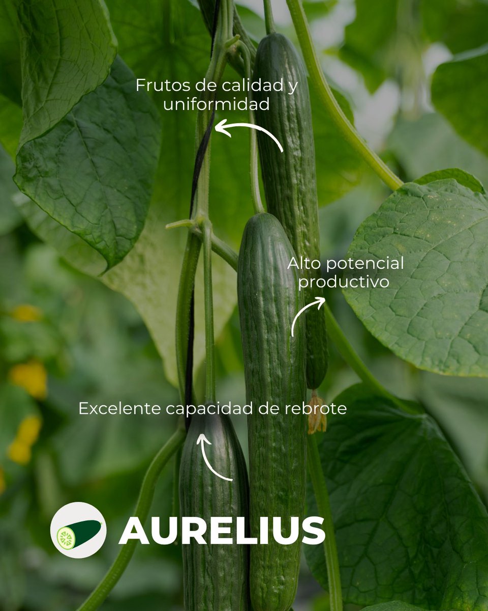 Aurelius, el #pepino que parece cortado por tijera: frutos uniformes, con excelente forma, acanalado y calibre estable todo el ciclo.

Planta vigorosa con alto potencial productivo y buena capacidad de rebrote.

👉Compra ya tus semillas #BayerSeminis

#CultivaSeminis