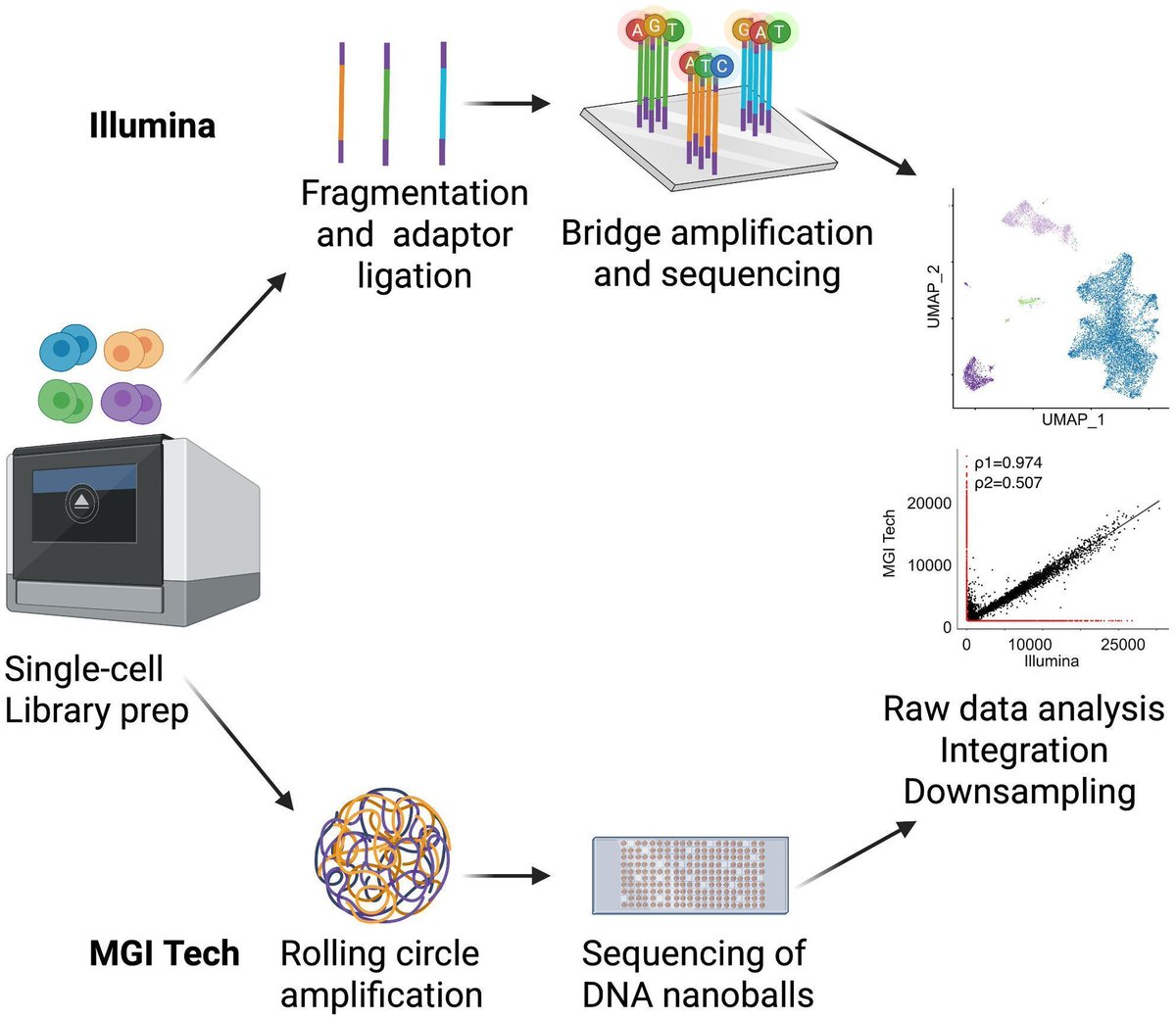 FEBS_Letters's tweet image. How does the #MGITech #sequencing platform compare to #Illumina?
New article here ➡️ tinyurl.com/jd8mykwe