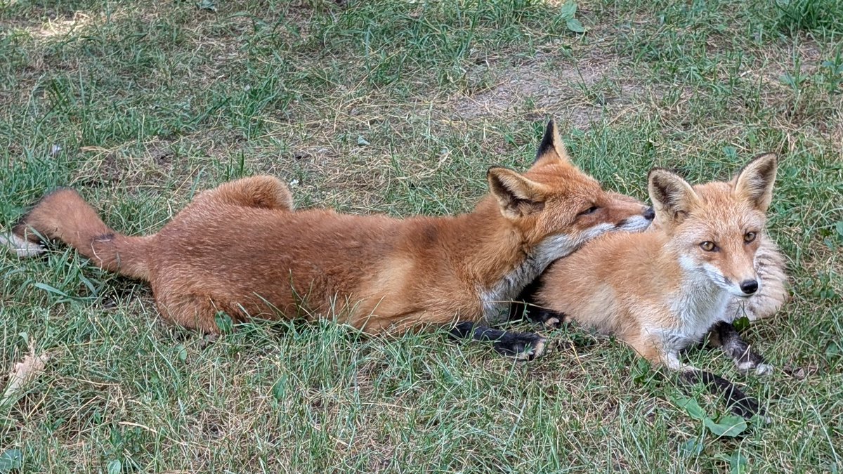 kitakitsunefarm's tweet image. 前回ナツ♀のほうがタカ♂のことが大好き!とポストしましたが……やっぱり相思相愛みたいです😊
#北きつね牧場 #キタキツネ #仲良し