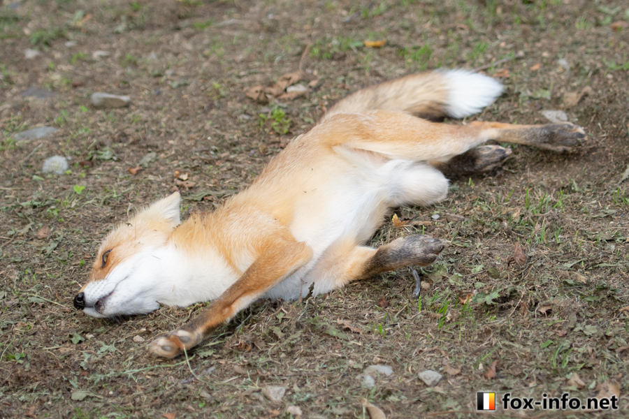 fox_info_net's tweet image. 泳ぐ₍₍🦊⁾⁾
 #北きつね牧場 fox-info.net/fox-photo/arch…