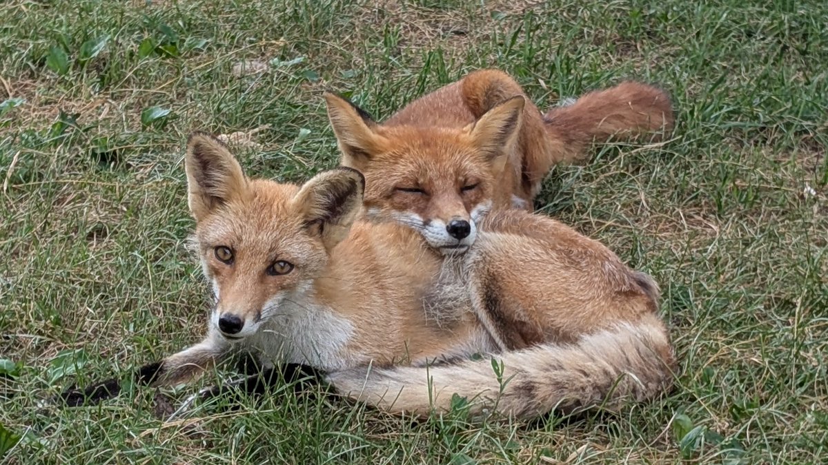kitakitsunefarm's tweet image. 前回ナツ♀のほうがタカ♂のことが大好き!とポストしましたが……やっぱり相思相愛みたいです😊
#北きつね牧場 #キタキツネ #仲良し