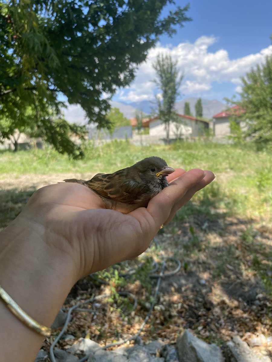 Sezenimo09's tweet photo. Bir avuç minnoşluk 🐣🫠 https://t.co/2eHUZmo1XF