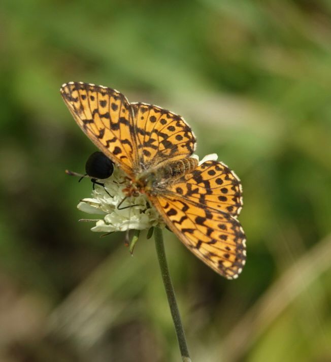 Greenwings's tweet image. Butterflies of Romania has begun! A few early images sent back by guest Andre. Some good butterflies already but that Alpine Longhorn Beetle (Rosalia alpina) really stands out as a great find already too!
A donation from this & all our butterfly tours goes to @europebutterfly