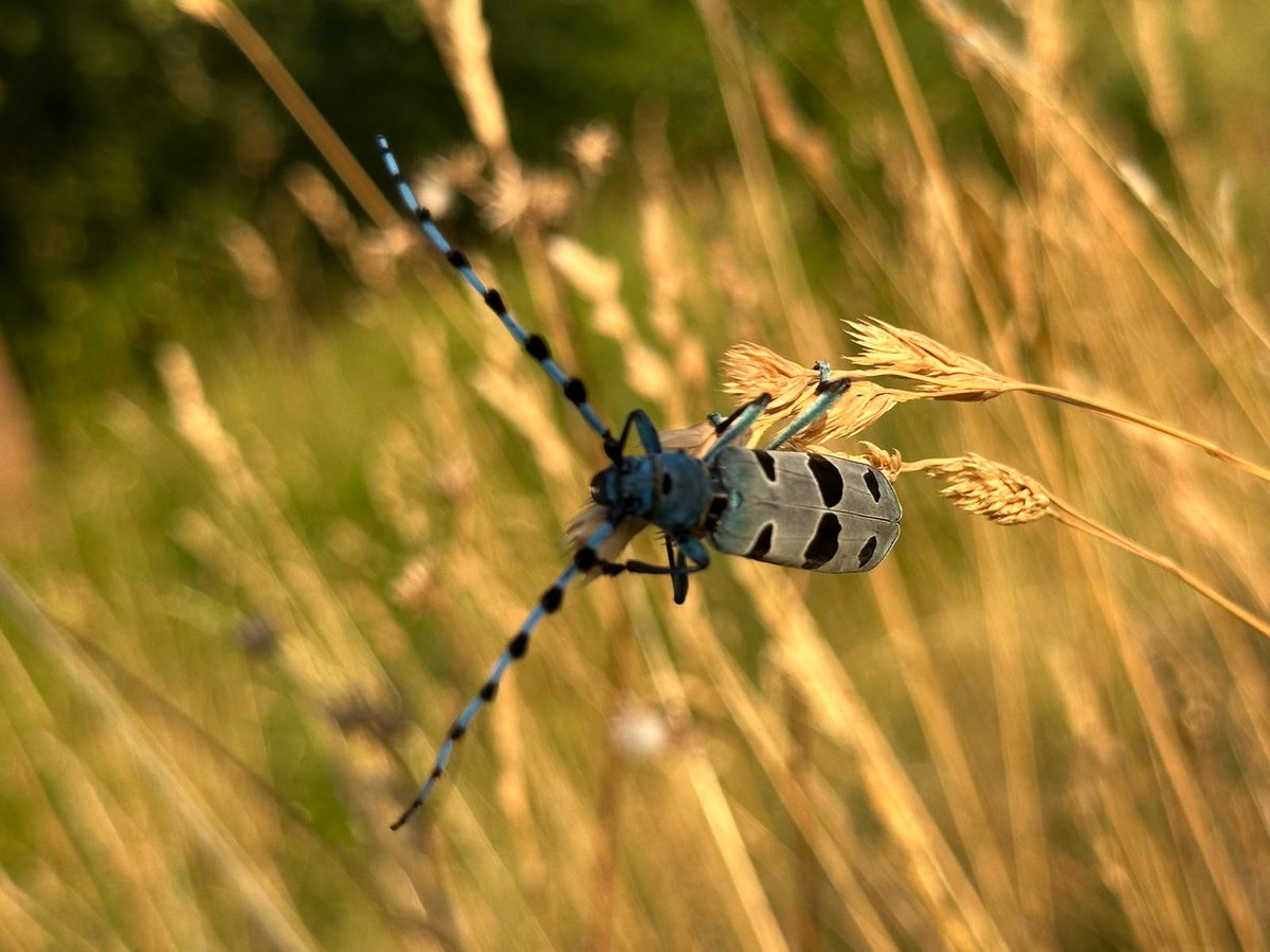 Greenwings's tweet image. Butterflies of Romania has begun! A few early images sent back by guest Andre. Some good butterflies already but that Alpine Longhorn Beetle (Rosalia alpina) really stands out as a great find already too!
A donation from this & all our butterfly tours goes to @europebutterfly