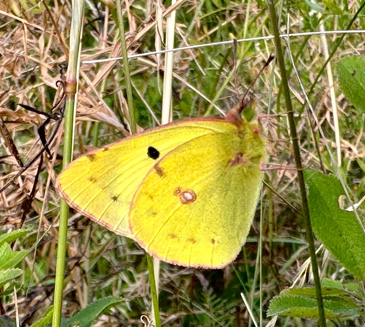 Greenwings's tweet image. Butterflies of Romania has begun! A few early images sent back by guest Andre. Some good butterflies already but that Alpine Longhorn Beetle (Rosalia alpina) really stands out as a great find already too!
A donation from this & all our butterfly tours goes to @europebutterfly