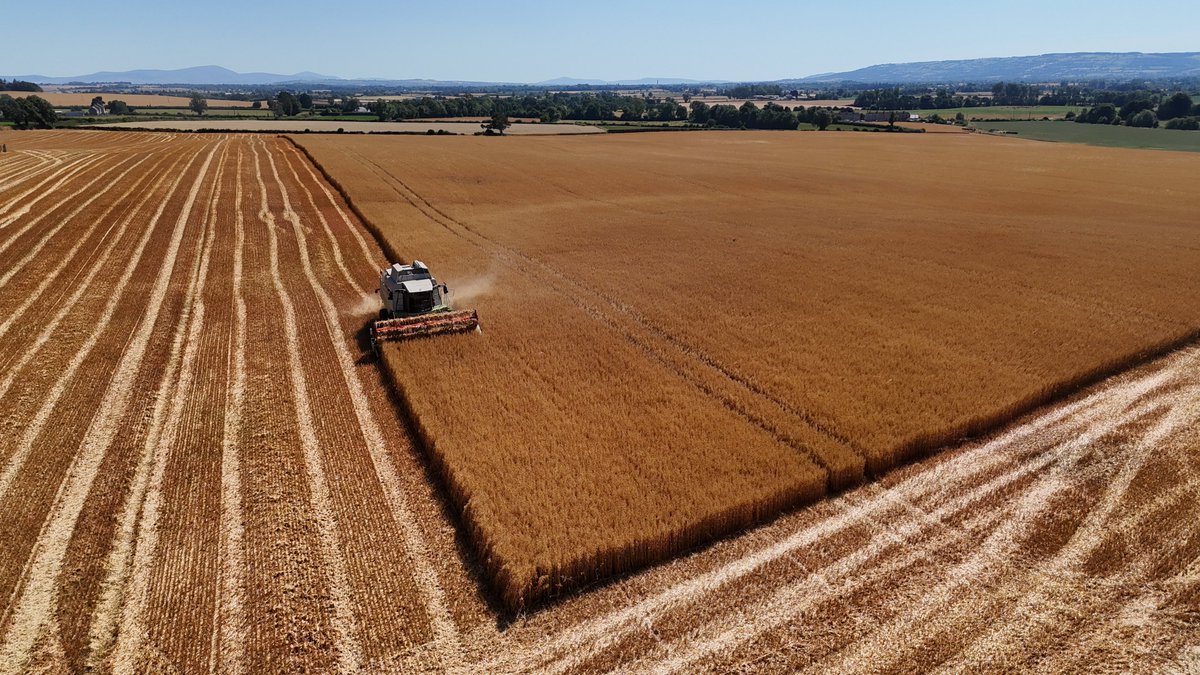 Luke Thornton tweet media