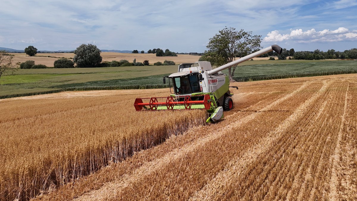 Luke Thornton tweet media