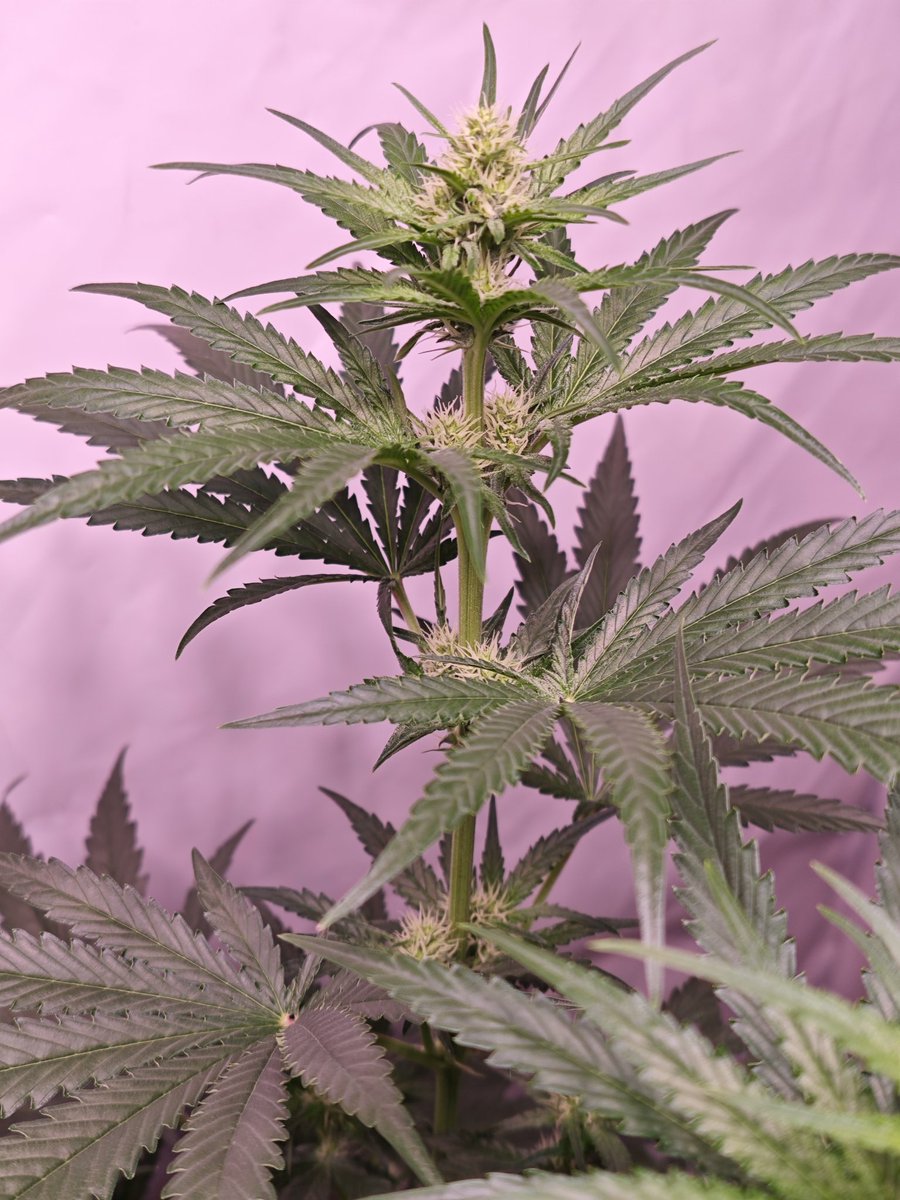 Met (@mxgenetics) on Twitter photo Bonus hunt so I popped some 10 years old F1 seeds.
<a href="/DutchPassion_/">Dutch Passion</a> Orange Hill Special x Critical Kush
This one is showing some frost very early, shortest of the bunch Bonus hunt so I popped some 10 years old F1 seeds.
<a href="/DutchPassion_/">Dutch Passion</a> Orange Hill Special x Critical Kush
This one is showing some frost very early, shortest of the bunch