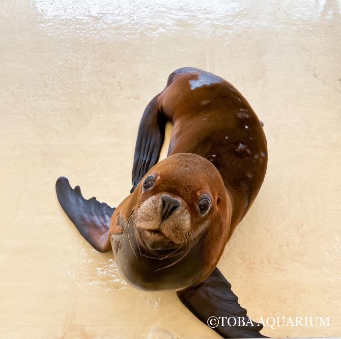 TOBA_AQUARIUM's tweet image. 竹島水族館【ラブ】のブリーディングローン: 繁殖目的で来館していたオタリアの【ラブ】が7月13日に無事、竹島水族館へと帰りました!! ラブの採血 | 鳥羽水族館 飼育日記 上記の結果が翌日に分かりホルモン値を調べることが出来ました。 採 dlvr.it/TLvV5X